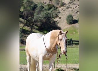 Quarter horse américain, Hongre, 11 Ans, 150 cm, Tobiano-toutes couleurs
