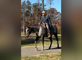 Quarter horse américain, Hongre, 11 Ans, 152 cm, Alezan brûlé