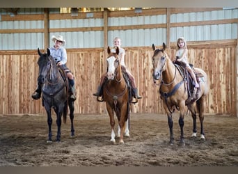 Quarter horse américain, Hongre, 11 Ans, 152 cm, Alezan cuivré