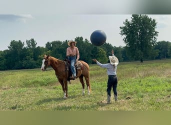 Quarter horse américain, Hongre, 11 Ans, 152 cm, Alezan cuivré