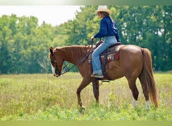 Quarter horse américain, Hongre, 11 Ans, 152 cm, Alezan cuivré