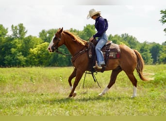 Quarter horse américain, Hongre, 11 Ans, 152 cm, Alezan cuivré