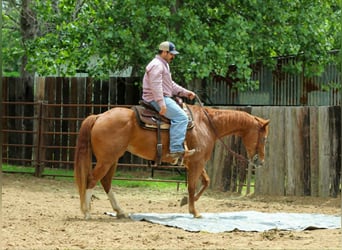 Quarter horse américain, Hongre, 11 Ans, 152 cm, Alezan cuivré