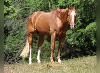 Quarter horse américain, Hongre, 11 Ans, 152 cm, Alezan cuivré