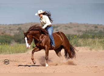 Quarter horse américain, Hongre, 11 Ans, 152 cm, Alezan cuivré