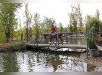 Quarter horse américain, Hongre, 11 Ans, 152 cm, Alezan cuivré