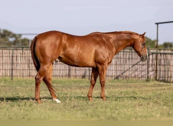 Quarter horse américain, Hongre, 11 Ans, 152 cm, Alezan cuivré