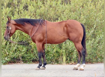 Quarter horse américain, Hongre, 11 Ans, 152 cm, Bai cerise