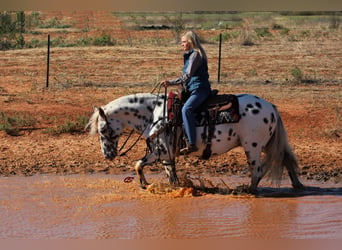 Quarter horse américain, Hongre, 11 Ans, 152 cm, Blanc