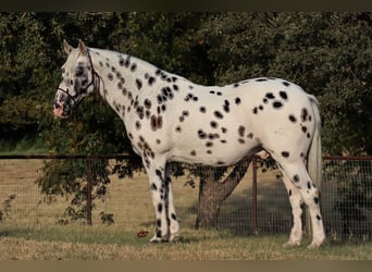 Quarter horse américain, Hongre, 11 Ans, 152 cm, Blanc