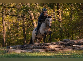 Quarter horse américain, Hongre, 11 Ans, 152 cm, Buckskin