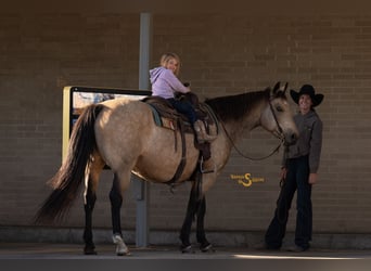 Quarter horse américain, Hongre, 11 Ans, 152 cm, Buckskin