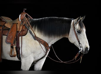 Quarter horse américain, Hongre, 11 Ans, 152 cm, Buckskin