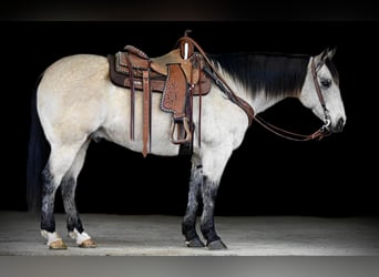 Quarter horse américain, Hongre, 11 Ans, 152 cm, Buckskin