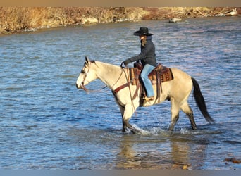 Quarter horse américain, Hongre, 11 Ans, 152 cm, Buckskin