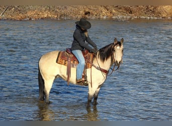 Quarter horse américain, Hongre, 11 Ans, 152 cm, Buckskin