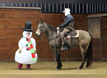 Quarter horse américain, Hongre, 11 Ans, 152 cm, Buckskin