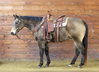Quarter horse américain, Hongre, 11 Ans, 152 cm, Buckskin