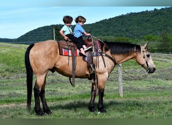 Quarter horse américain, Hongre, 11 Ans, 152 cm, Buckskin