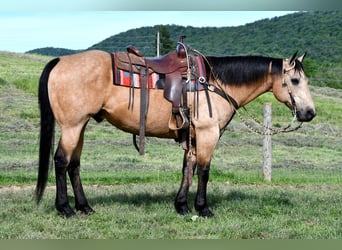 Quarter horse américain, Hongre, 11 Ans, 152 cm, Buckskin