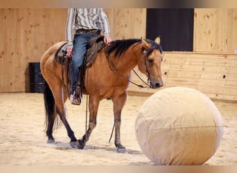 Quarter horse américain, Hongre, 11 Ans, 152 cm, Buckskin