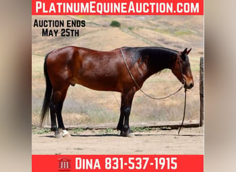 Quarter horse américain, Hongre, 11 Ans, 152 cm, Buckskin