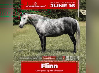 Quarter horse américain, Hongre, 11 Ans, 152 cm, Gris pommelé