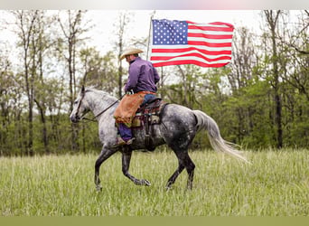 Quarter horse américain, Hongre, 11 Ans, 152 cm, Gris pommelé