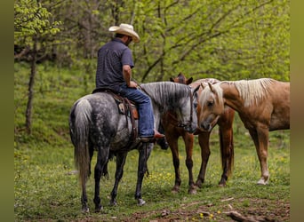 Quarter horse américain, Hongre, 11 Ans, 152 cm, Gris pommelé