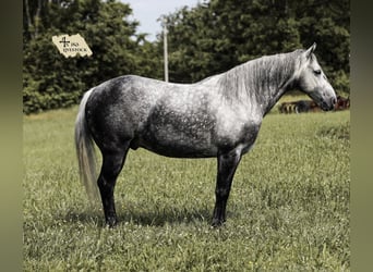 Quarter horse américain, Hongre, 11 Ans, 152 cm, Gris pommelé