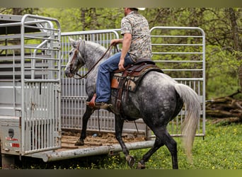 Quarter horse américain, Hongre, 11 Ans, 152 cm, Gris pommelé