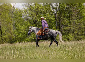 Quarter horse américain, Hongre, 11 Ans, 152 cm, Gris pommelé