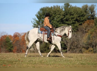 Quarter horse américain, Hongre, 11 Ans, 152 cm, Gris