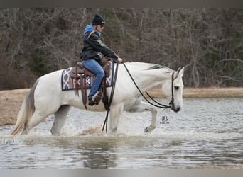 Quarter horse américain, Hongre, 11 Ans, 152 cm, Gris