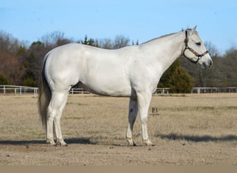 Quarter horse américain, Hongre, 11 Ans, 152 cm, Gris