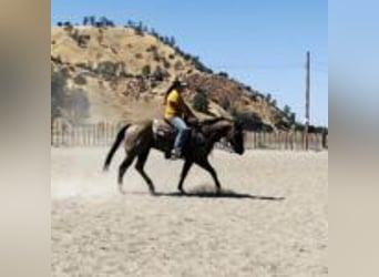 Quarter horse américain, Hongre, 11 Ans, 152 cm, Grullo