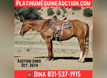 Quarter horse américain, Hongre, 11 Ans, 152 cm, Isabelle