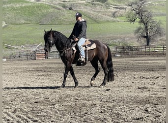 Quarter horse américain, Hongre, 11 Ans, 152 cm, Noir