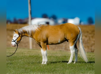 Quarter horse américain, Hongre, 11 Ans, 152 cm, Palomino
