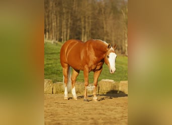 Quarter horse américain, Hongre, 11 Ans, 152 cm, Palomino