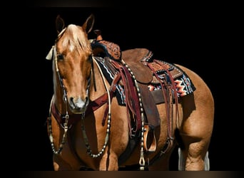 Quarter horse américain, Hongre, 11 Ans, 152 cm