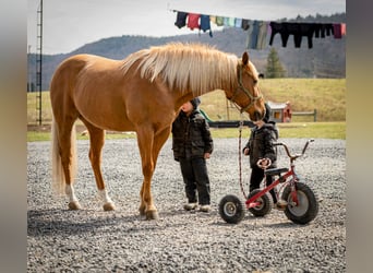 Quarter horse américain, Hongre, 11 Ans, 152 cm