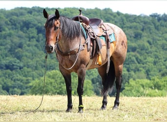 Quarter horse américain Croisé, Hongre, 11 Ans, 152 cm, Roan-Bay