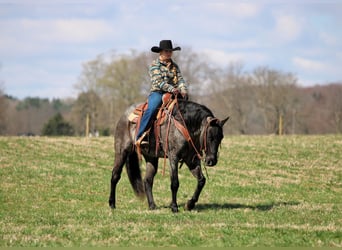 Quarter horse américain, Hongre, 11 Ans, 152 cm, Rouan Bleu