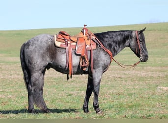 Quarter horse américain, Hongre, 11 Ans, 152 cm, Rouan Bleu