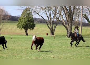 Quarter horse américain, Hongre, 11 Ans, 152 cm, Rouan Bleu