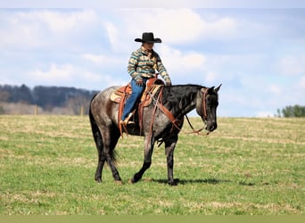 Quarter horse américain, Hongre, 11 Ans, 152 cm, Rouan Bleu
