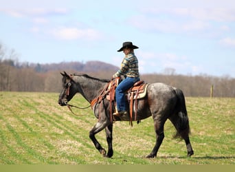 Quarter horse américain, Hongre, 11 Ans, 152 cm, Rouan Bleu