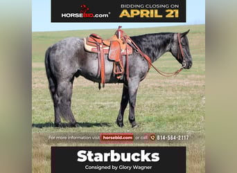 Quarter horse américain, Hongre, 11 Ans, 152 cm, Rouan Bleu