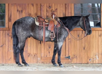 Quarter horse américain, Hongre, 11 Ans, 152 cm, Rouan Bleu